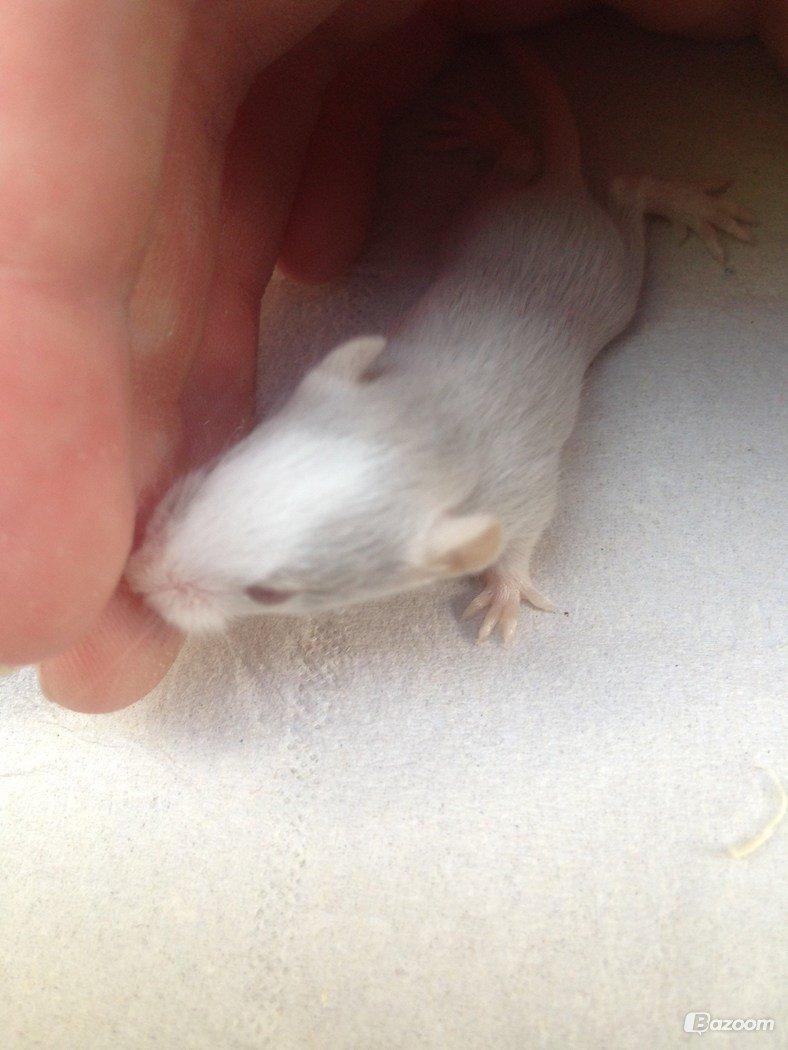 Mus Shibo Sukin billede 7