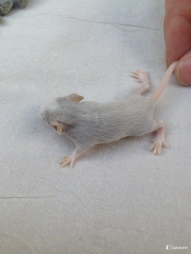 Mus Shibo Sukin billede 8