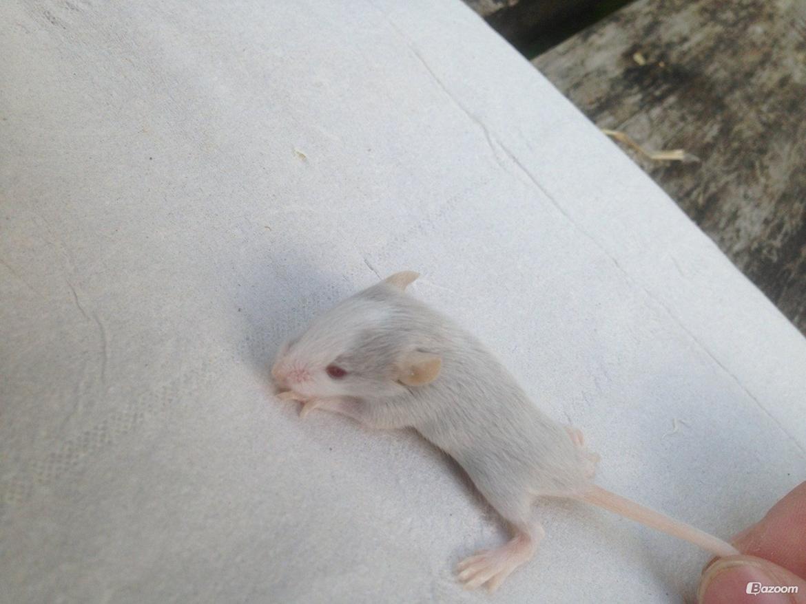 Mus Shibo Sukin billede 9