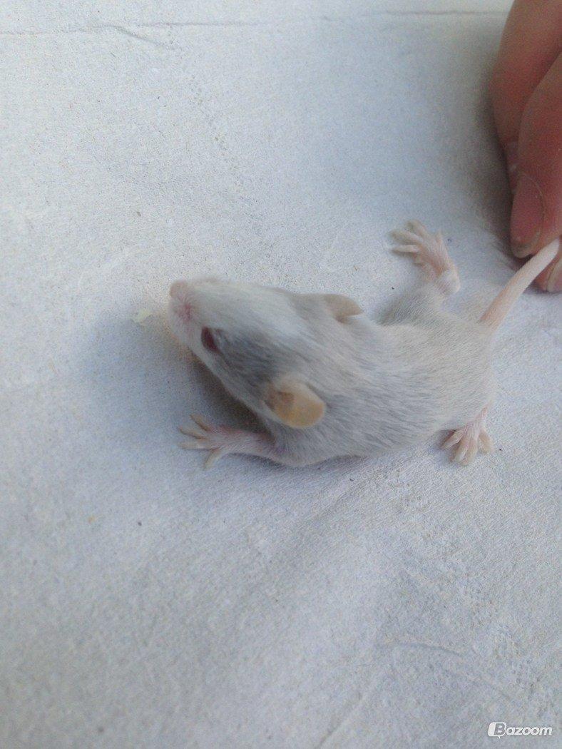 Mus Shibo Sukin billede 10