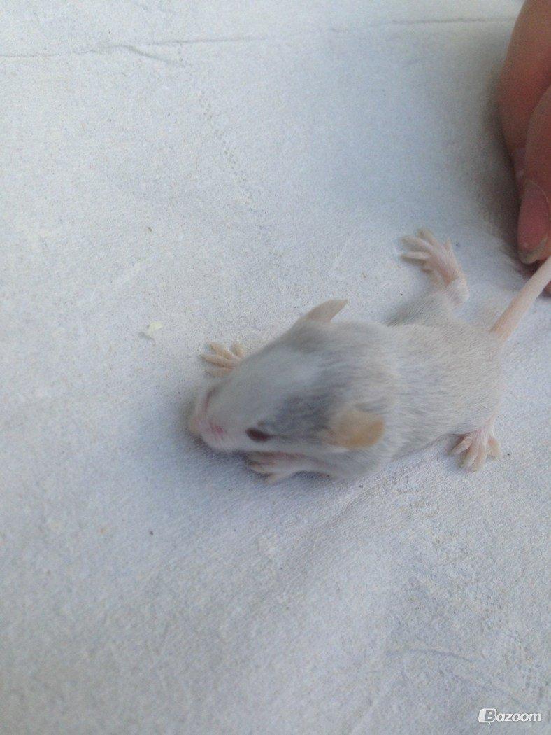 Mus Shibo Sukin billede 11