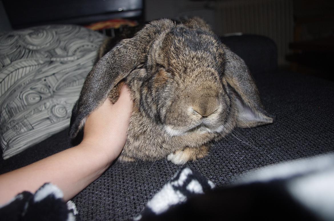 Kanin Mundo Fransk vædder - Lækker kanin; hvis han selv skal sige det billede 12