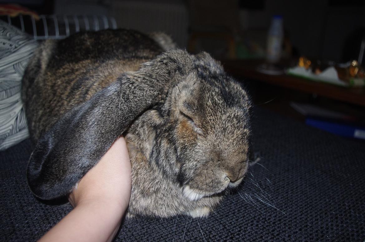 Kanin Mundo Fransk vædder billede 9