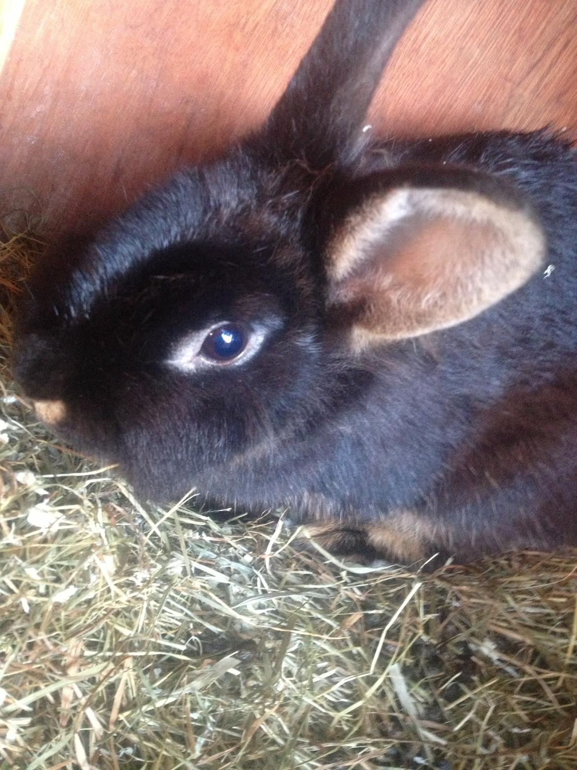 Kanin silke HIMMEL KANIN billede 6