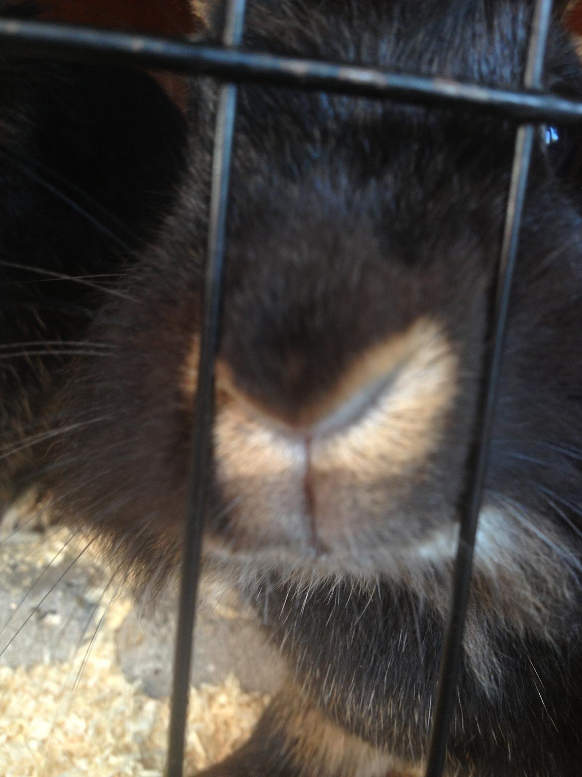 Kanin silke HIMMEL KANIN billede 7