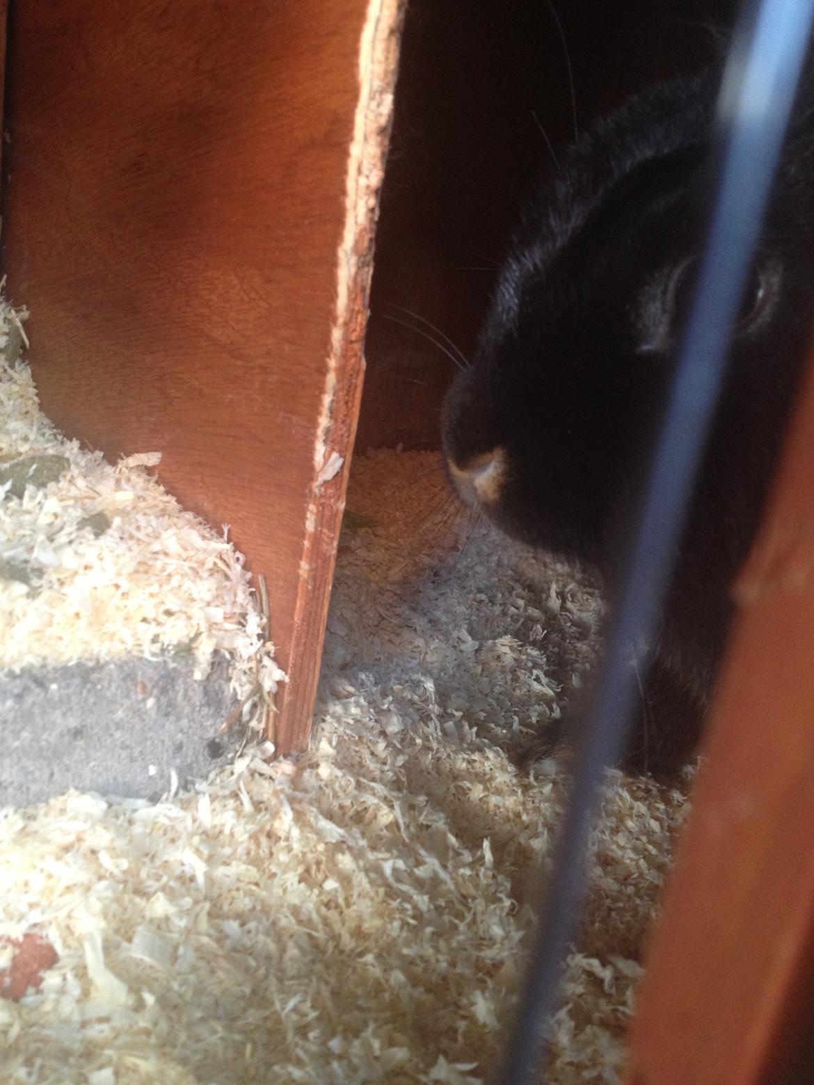 Kanin silke HIMMEL KANIN billede 8