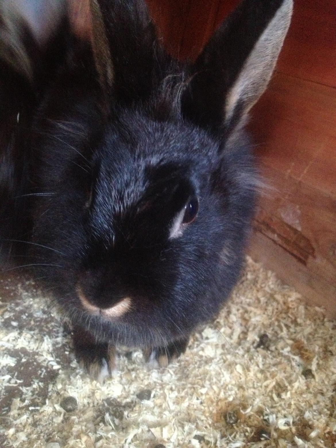 Kanin silke HIMMEL KANIN billede 9