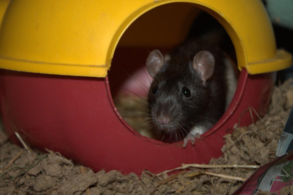 Tamrotte Otto billede 2