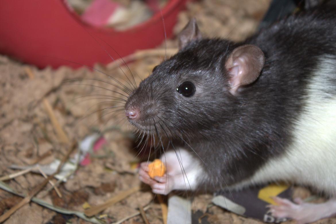 Tamrotte Otto billede 1