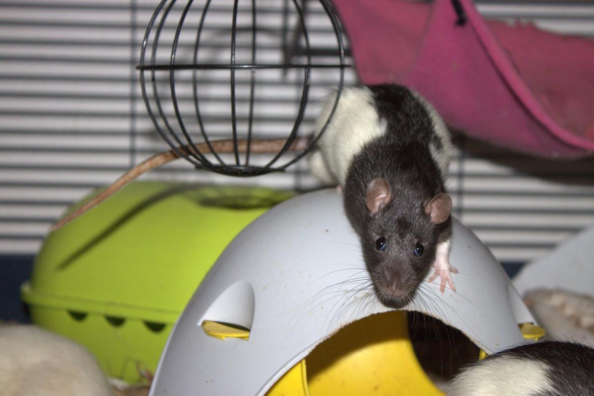 Tamrotte Otto billede 3