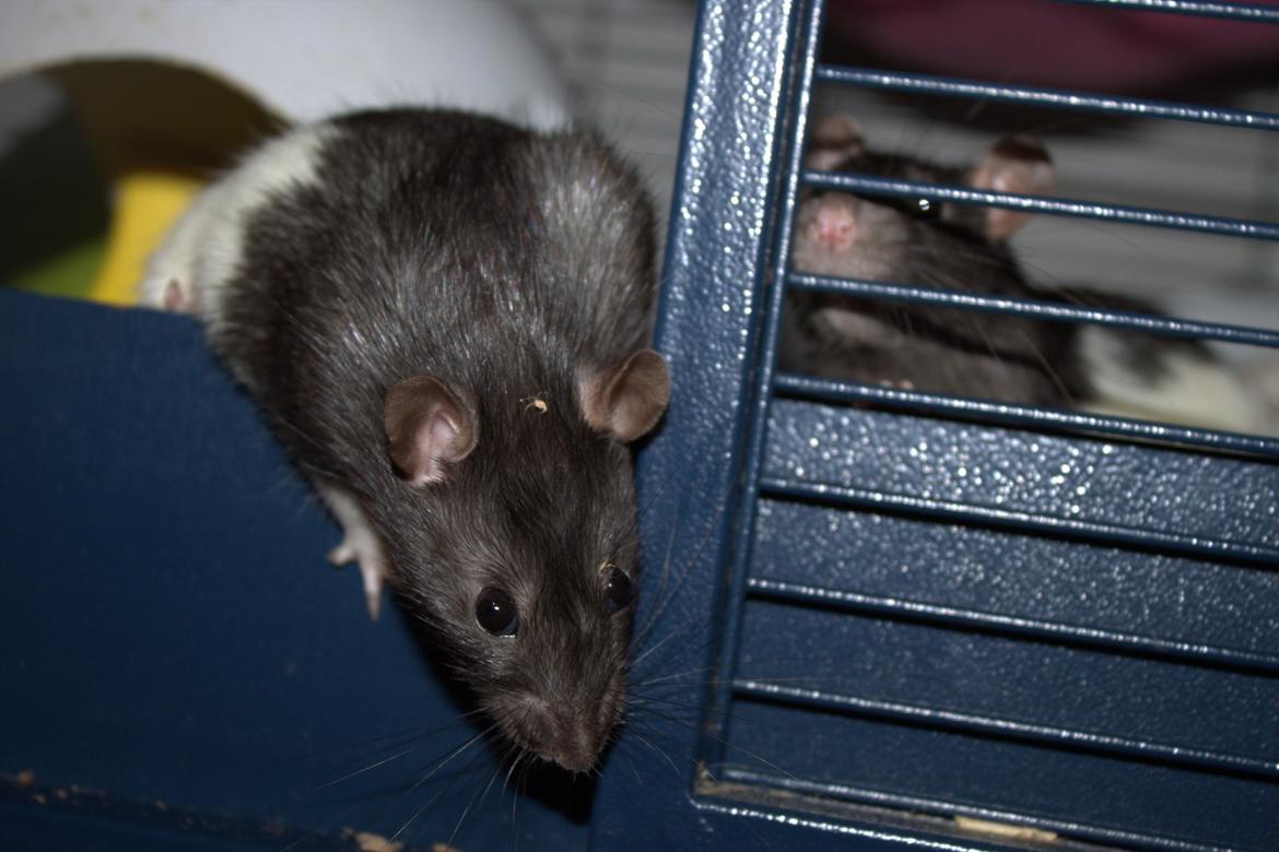 Tamrotte Otto billede 4