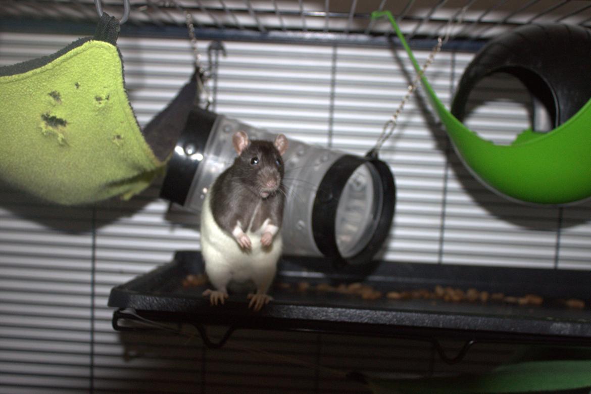 Tamrotte Otto billede 5