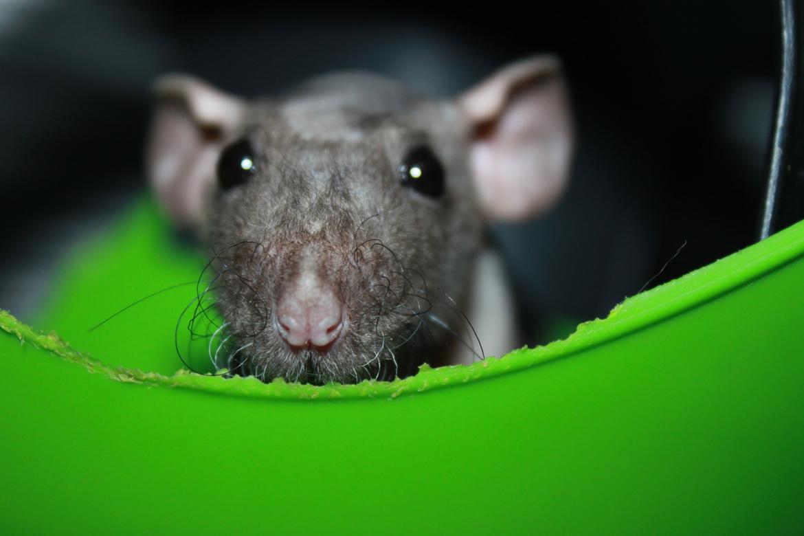 Tamrotte Yoda billede 3