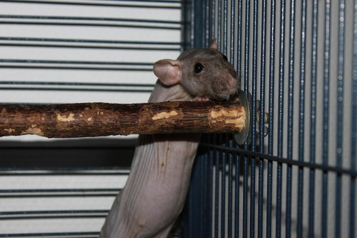 Tamrotte Yoda billede 1