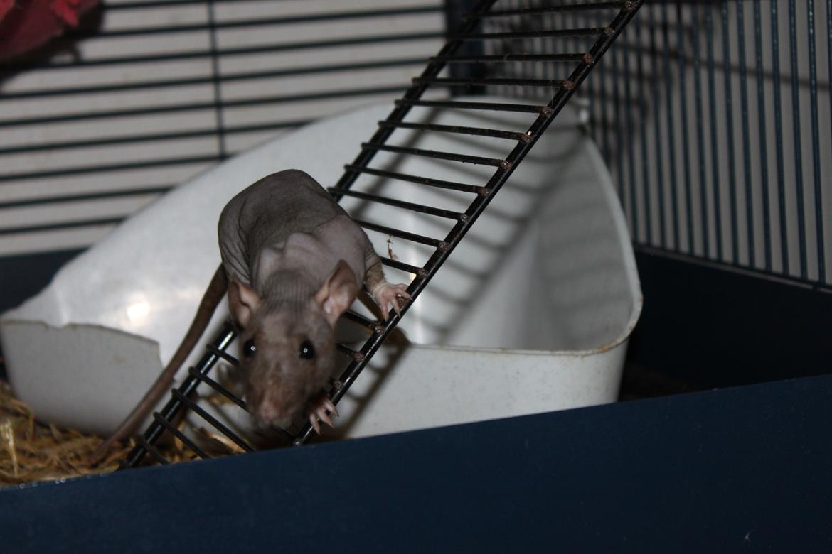 Tamrotte Yoda billede 2