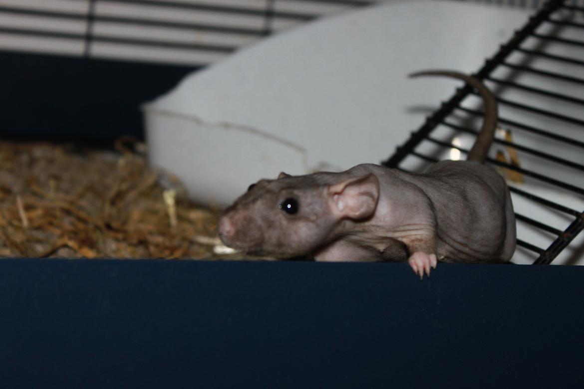 Tamrotte Yoda billede 4