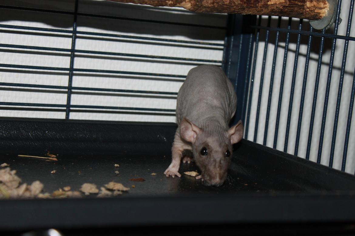 Tamrotte Yoda billede 5