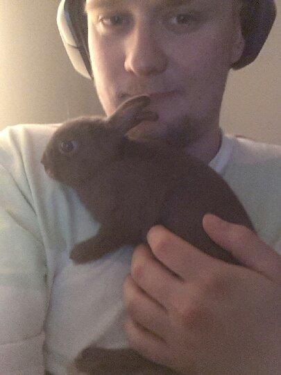 Kanin Merle billede 8