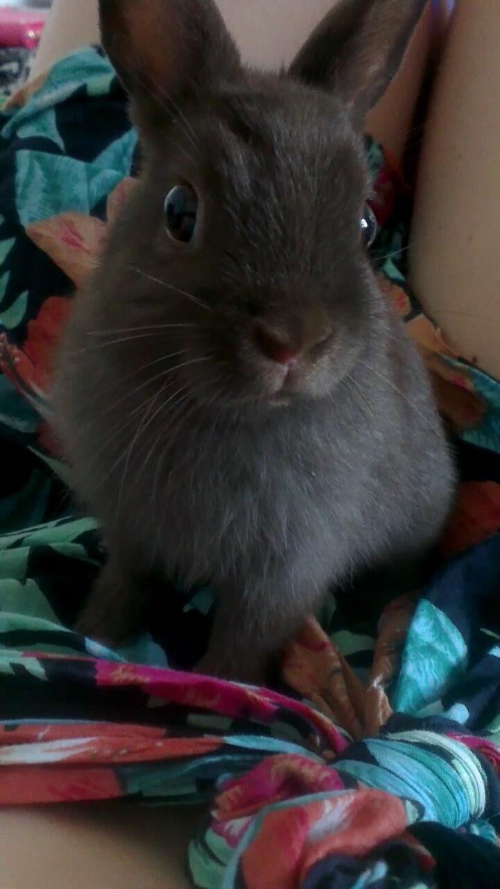 Kanin Merle billede 9