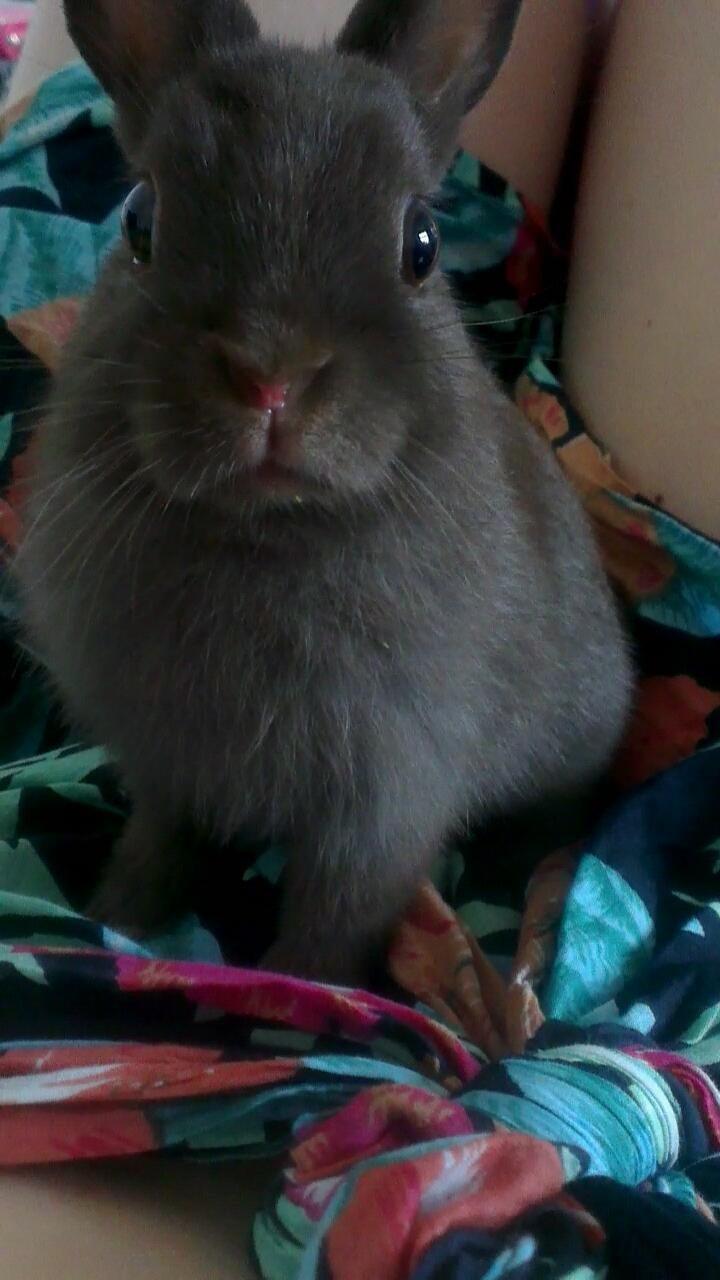 Kanin Merle billede 10