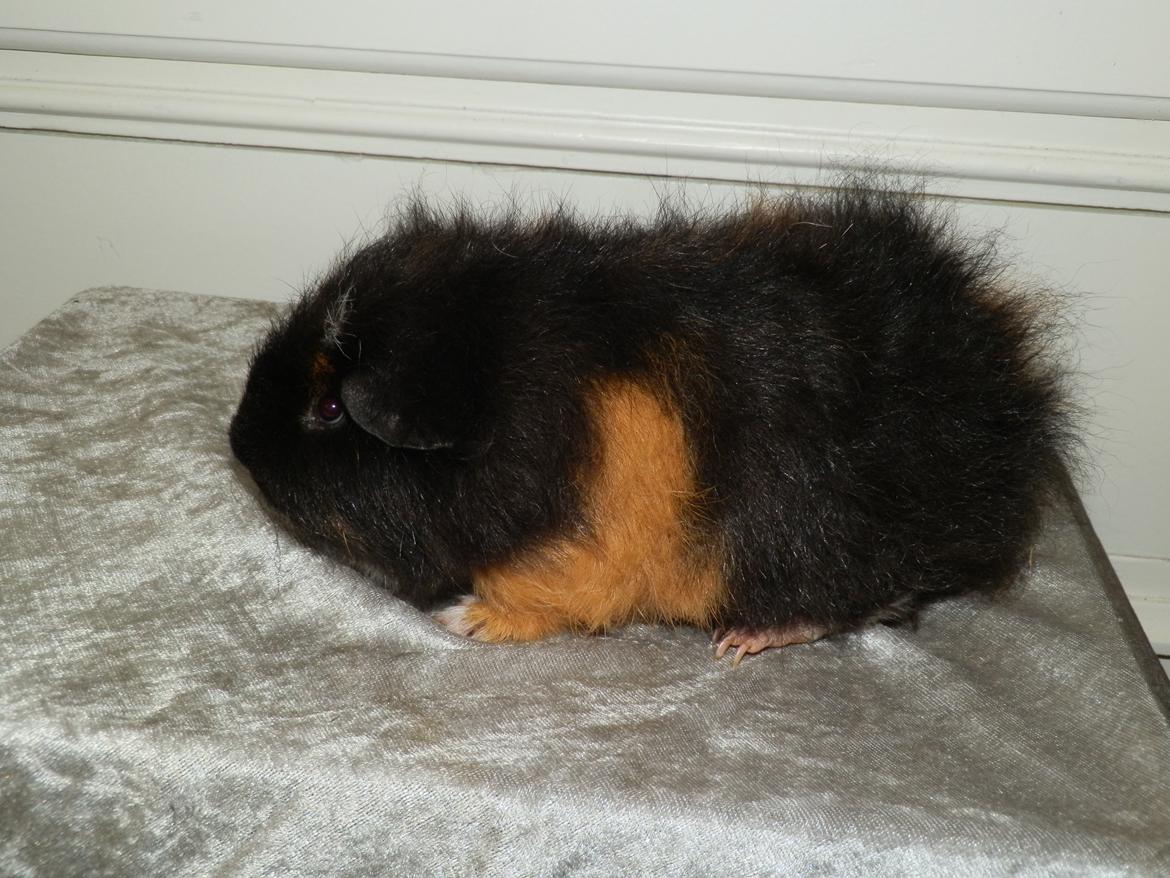 Marsvin Bøgebo's Ferguson - CH Teddy billede 2