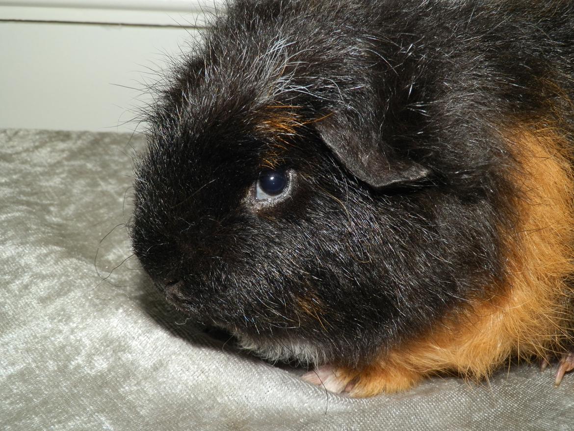 Marsvin Bøgebo's Ferguson - CH Teddy billede 3