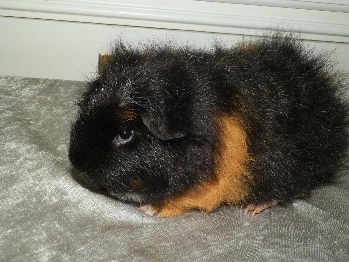 Marsvin Bøgebo's Ferguson - CH Teddy billede 4