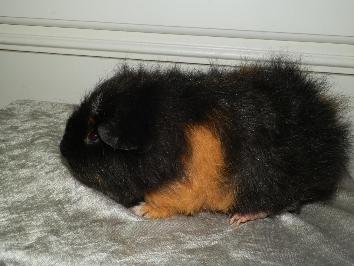 Marsvin Bøgebo's Ferguson - CH Teddy billede 5