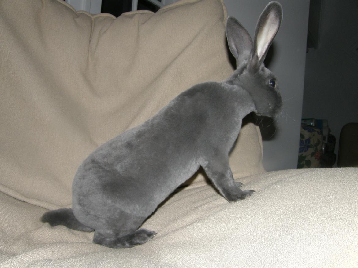 Kanin Kilarto *blå rex* 93,5p billede 31