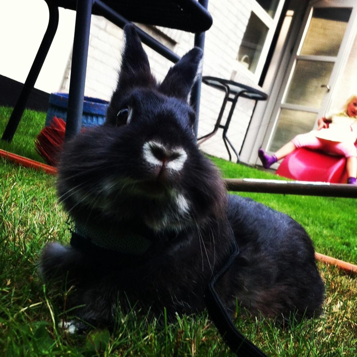 Kanin Stella billede 1