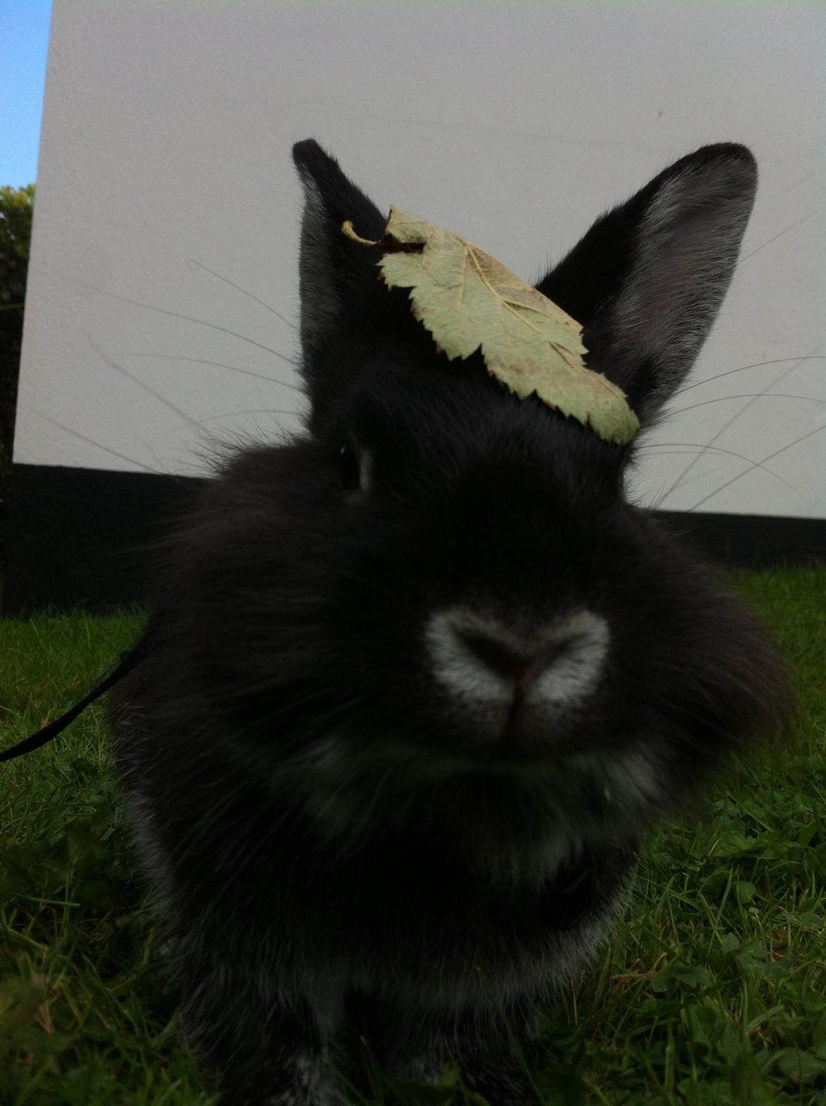 Kanin Stella billede 2