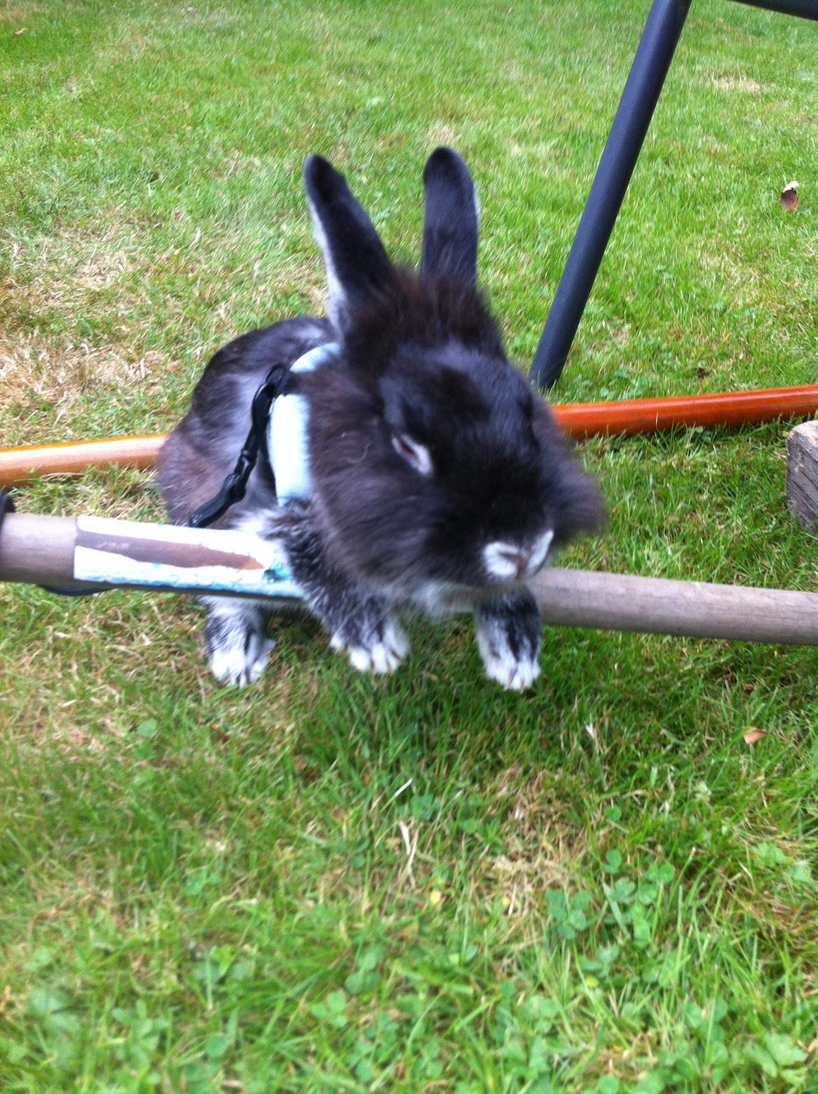 Kanin Stella billede 3