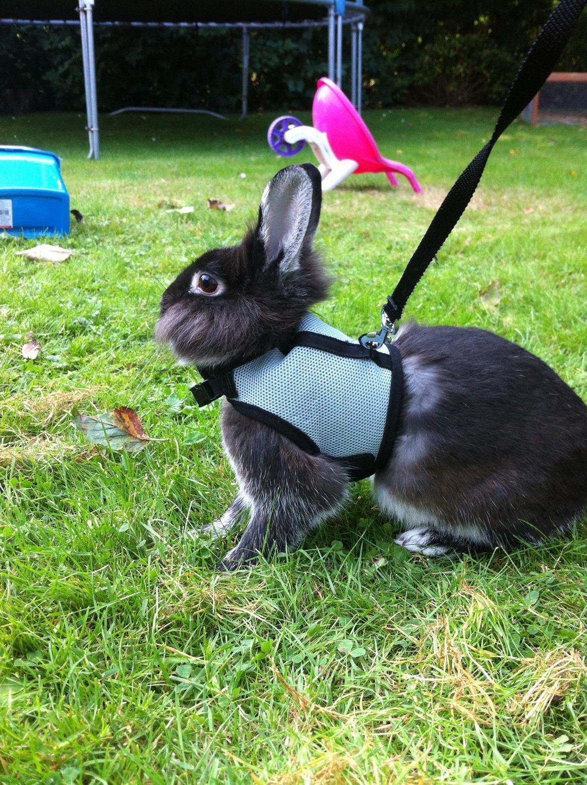 Kanin Stella billede 4