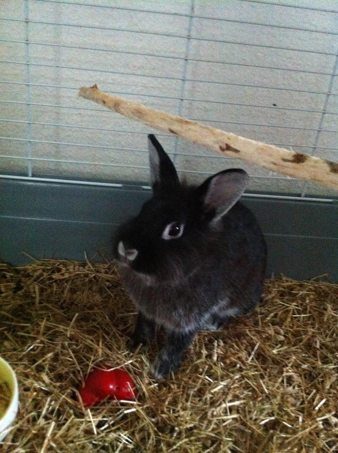 Kanin Stella billede 5