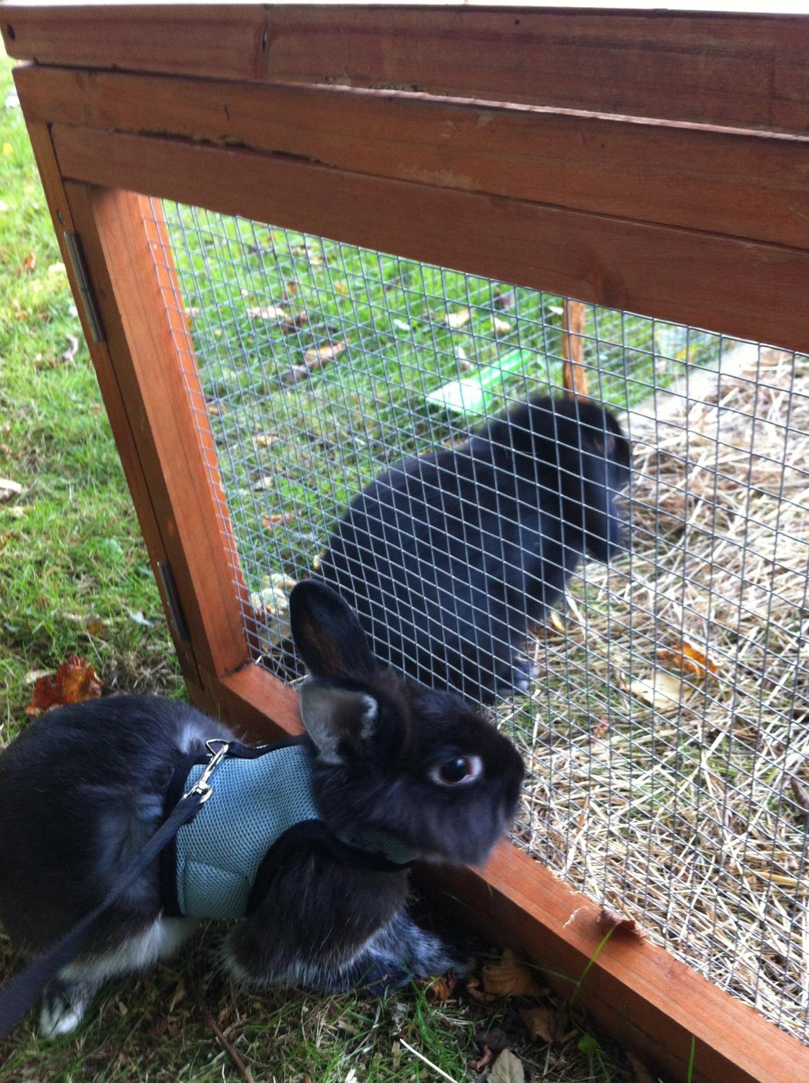 Kanin Stella billede 6