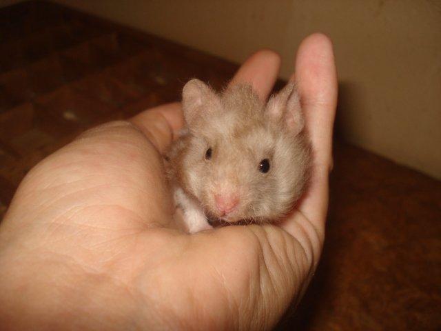 Hamster Tusse´s Maracuja billede 4