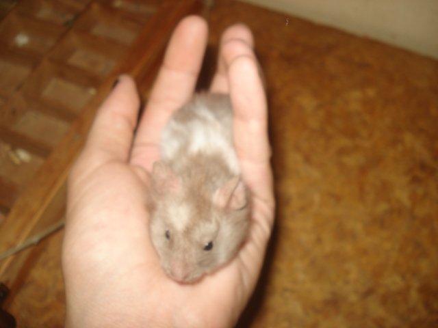 Hamster Tusse´s Maracuja billede 5