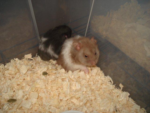Hamster Tusse´s Maracuja billede 6