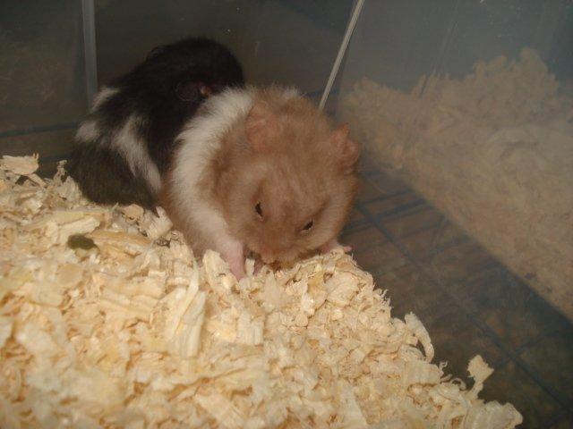 Hamster Tusse´s Maracuja billede 7