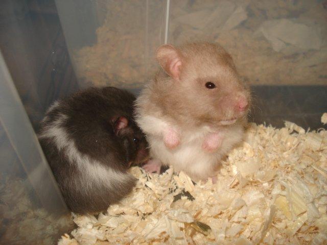 Hamster Tusse´s Maracuja billede 8