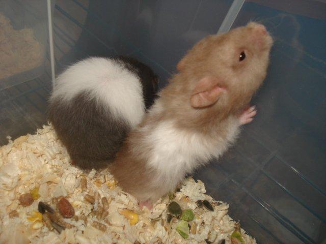 Hamster Tusse´s Maracuja billede 9