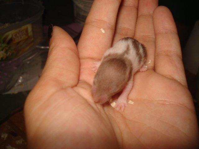 Hamster Tusse´s Maracuja billede 10