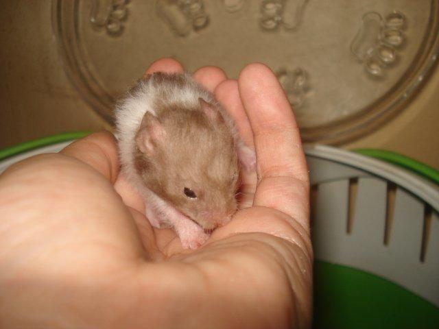 Hamster Tusse´s Maracuja billede 11