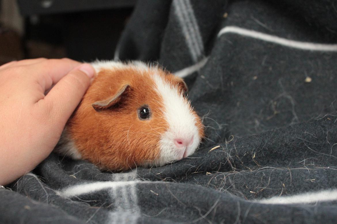 Marsvin Caviecares Red Rita billede 1