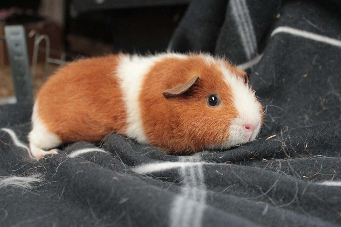 Marsvin Caviecares Red Rita billede 2