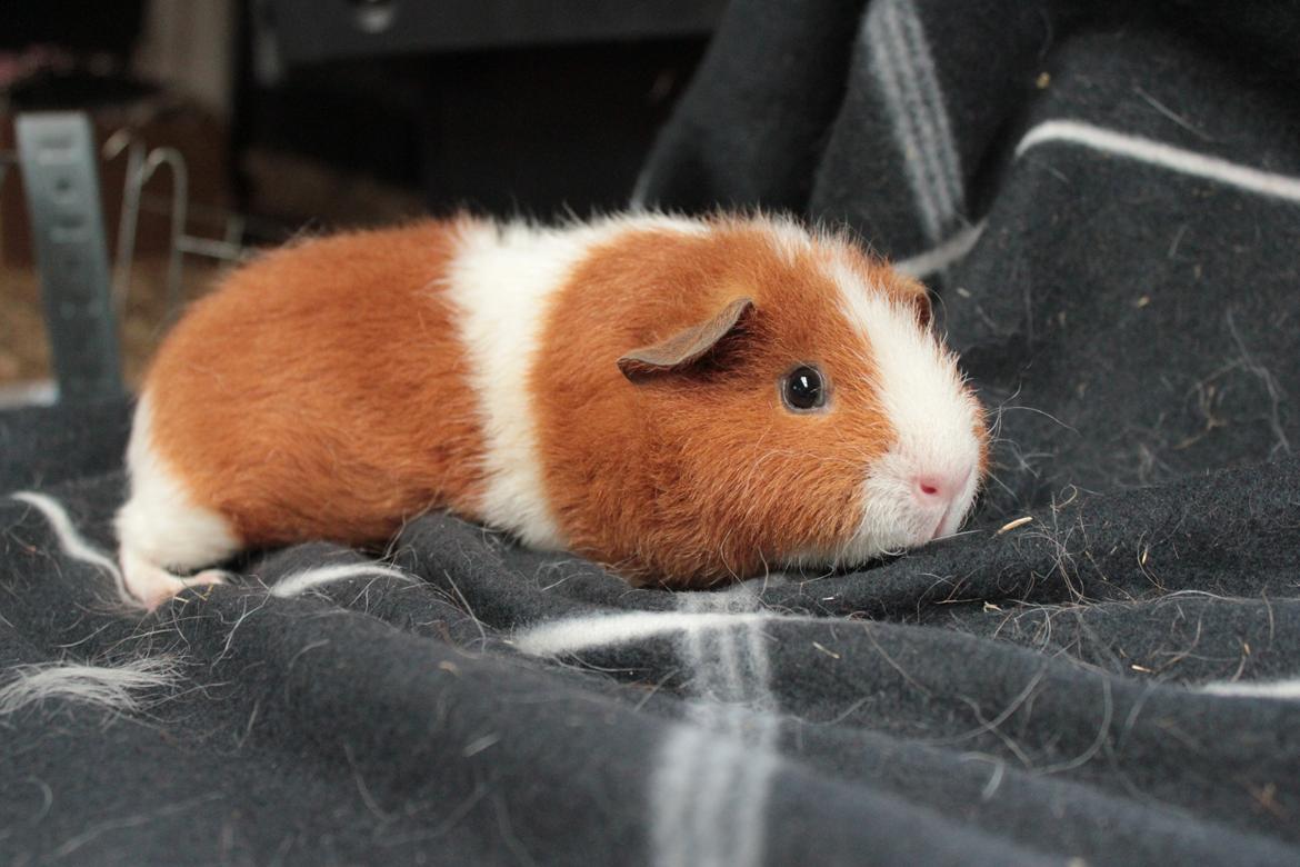 Marsvin Caviecares Red Rita billede 3