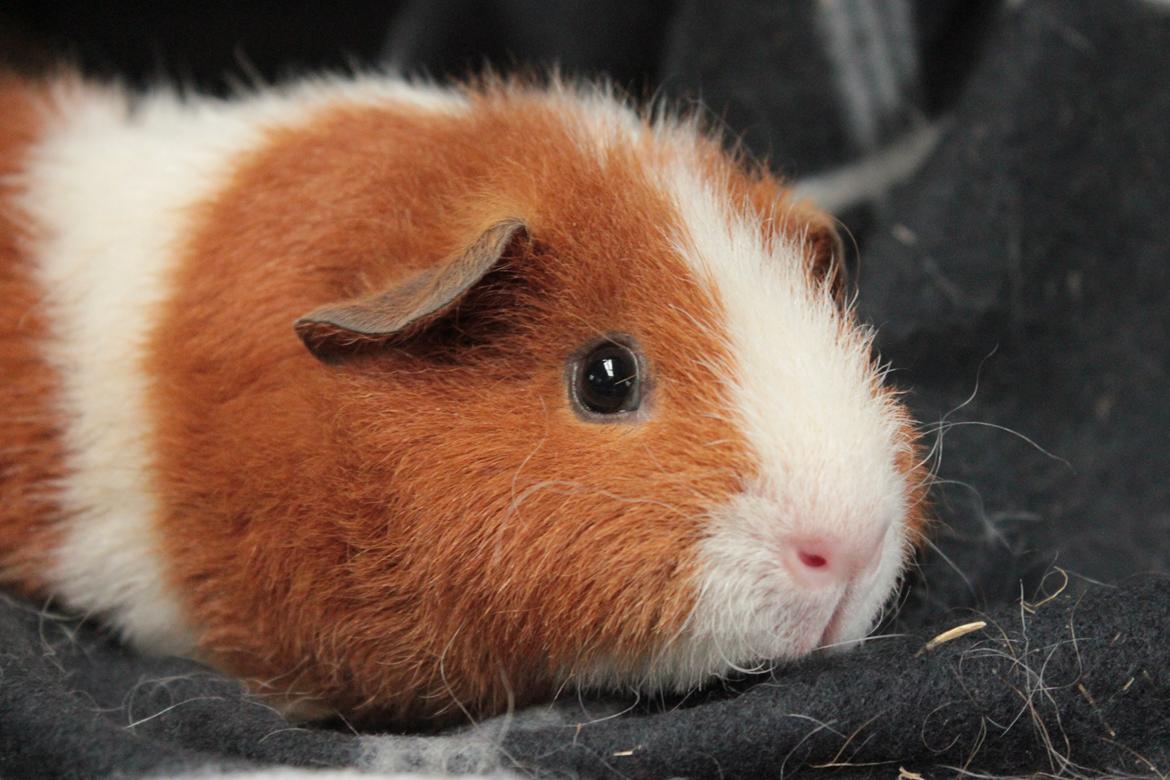 Marsvin Caviecares Red Rita billede 4