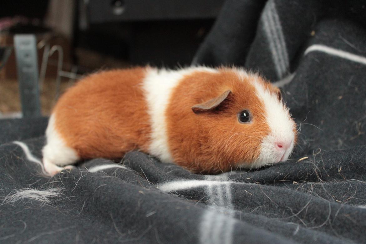 Marsvin Caviecares Red Rita billede 5