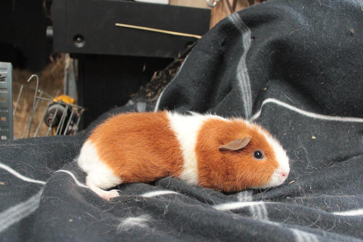 Marsvin Caviecares Red Rita billede 6