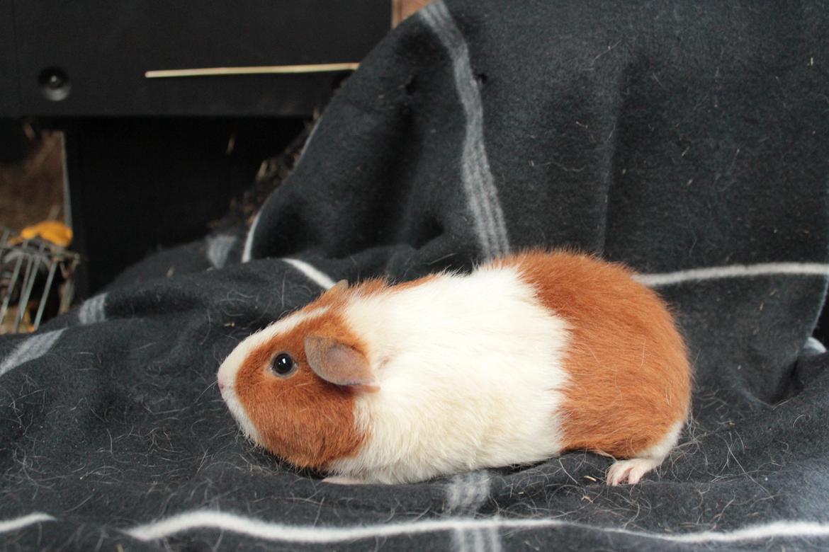 Marsvin Caviecares Red Rita billede 7